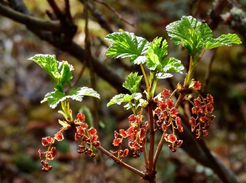 Ribes triste, photograph 6