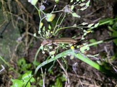 Takydromus stejnegeri