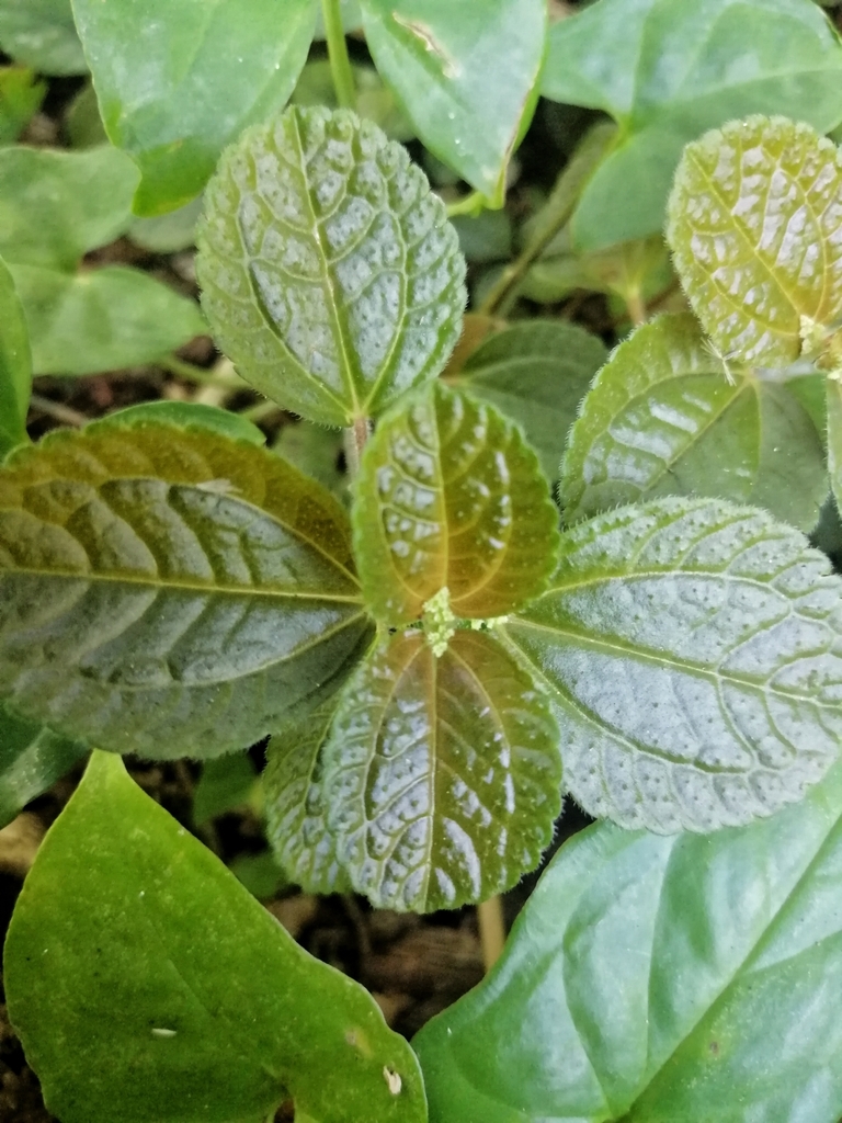 Foto de Dinheiro-em-penca