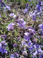 Veronica capsellicarpa