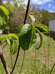 Prunus persica nucipersica