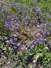 Veronica capsellicarpa