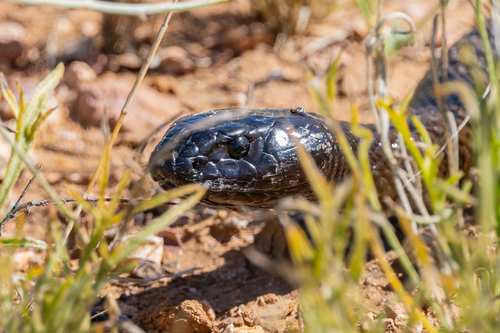 Inland Taipan