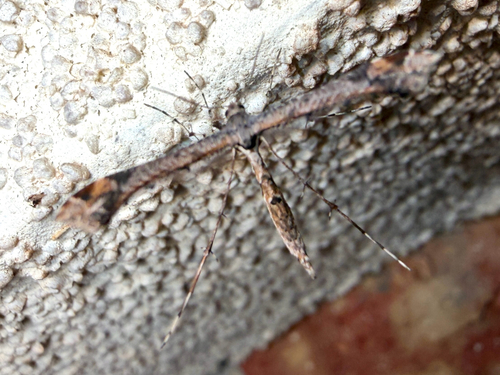Sage Plume Moth photo 4