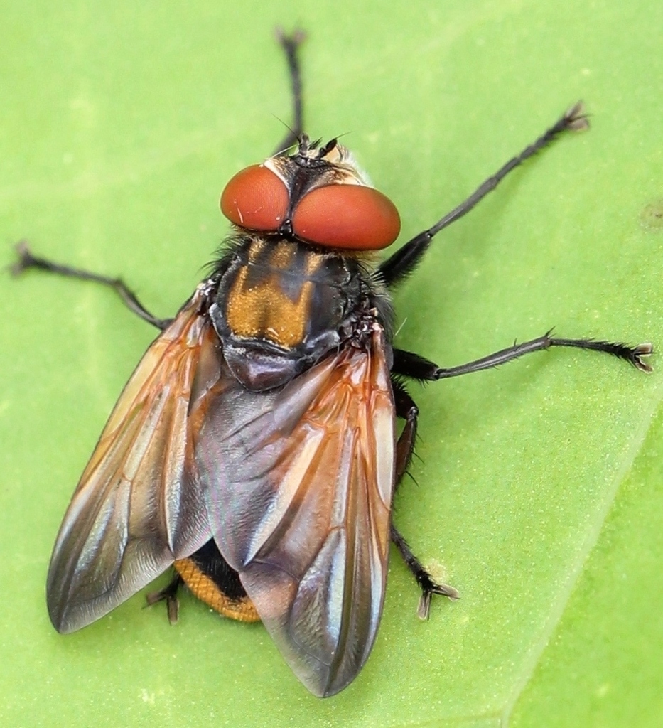 Phasia aurigera, photo 1 of 10