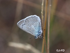 Polyommatus daphnis