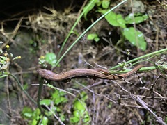 Takydromus stejnegeri