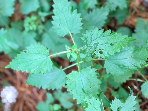 Scrub Nettle