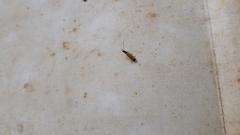 Rhagonycha lignosa