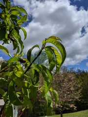 Prunus persica nucipersica