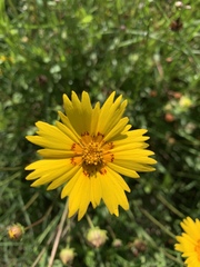 Coreopsis nuecensis