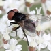 Phasia barbifrons - Photo (c) Marie Lou Legrand, some rights reserved (CC BY-NC), uploaded by Marie Lou Legrand