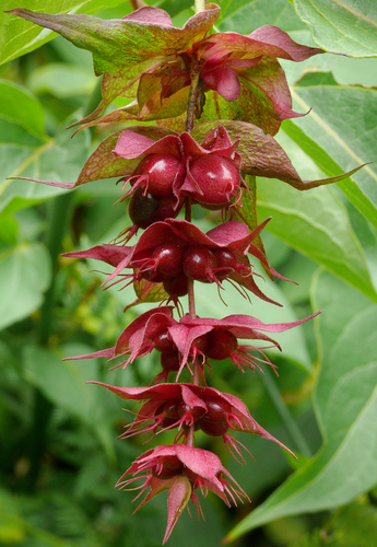 Himalayan honeysuckle