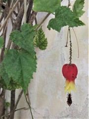 Callianthe megapotamica