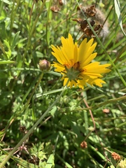 Coreopsis nuecensis