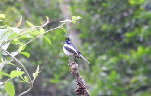 Oriental Magpie-Robin