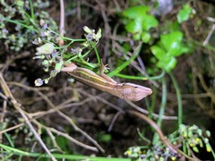 Takydromus stejnegeri
