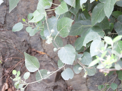 Punjab fig