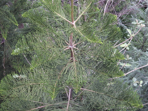 Cook pine