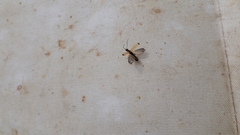 Rhagonycha lignosa
