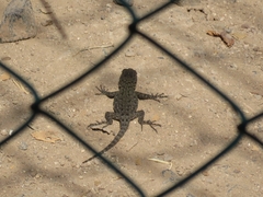 Sceloporus hondurensis