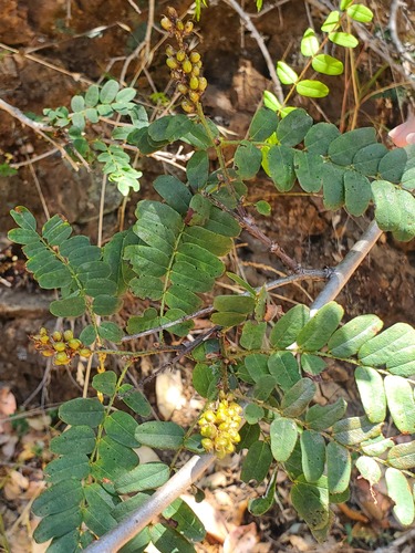 Amorpha californica, photograph 2