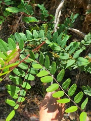 Amorpha californica