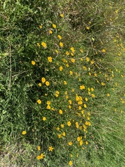 Coreopsis nuecensis