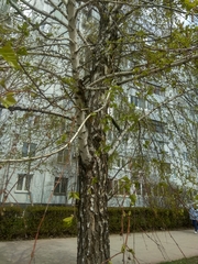 Betula pendula