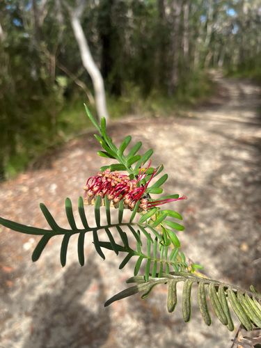 Grevillea caleyi, photograph 1
