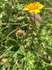 Coreopsis nuecensis
