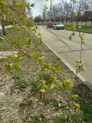 Betula pendula