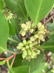 Scyphiphora hydrophylacea