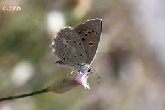 Polyommatus daphnis