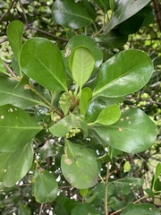 Scyphiphora hydrophylacea