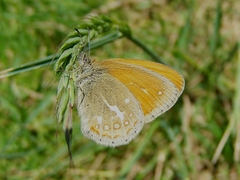 Coenonympha amaryllis