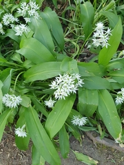 Allium ursinum