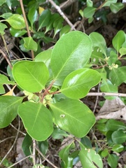 Scyphiphora hydrophylacea