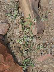 Limeum argute-carinatum var. argute-carinatum image