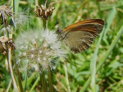 Coenonympha amaryllis