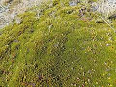 Dracophyllum muscoides