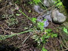 Takydromus stejnegeri