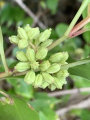 Scyphiphora hydrophylacea