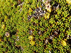 Dracophyllum muscoides