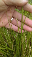 Carex gracilior