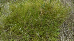 Carex gracilior