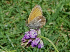 Coenonympha amaryllis