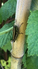 Dichroplus elongatus