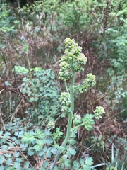 Thalictrum fendleri polycarpum
