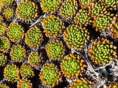 Hectorella caespitosa